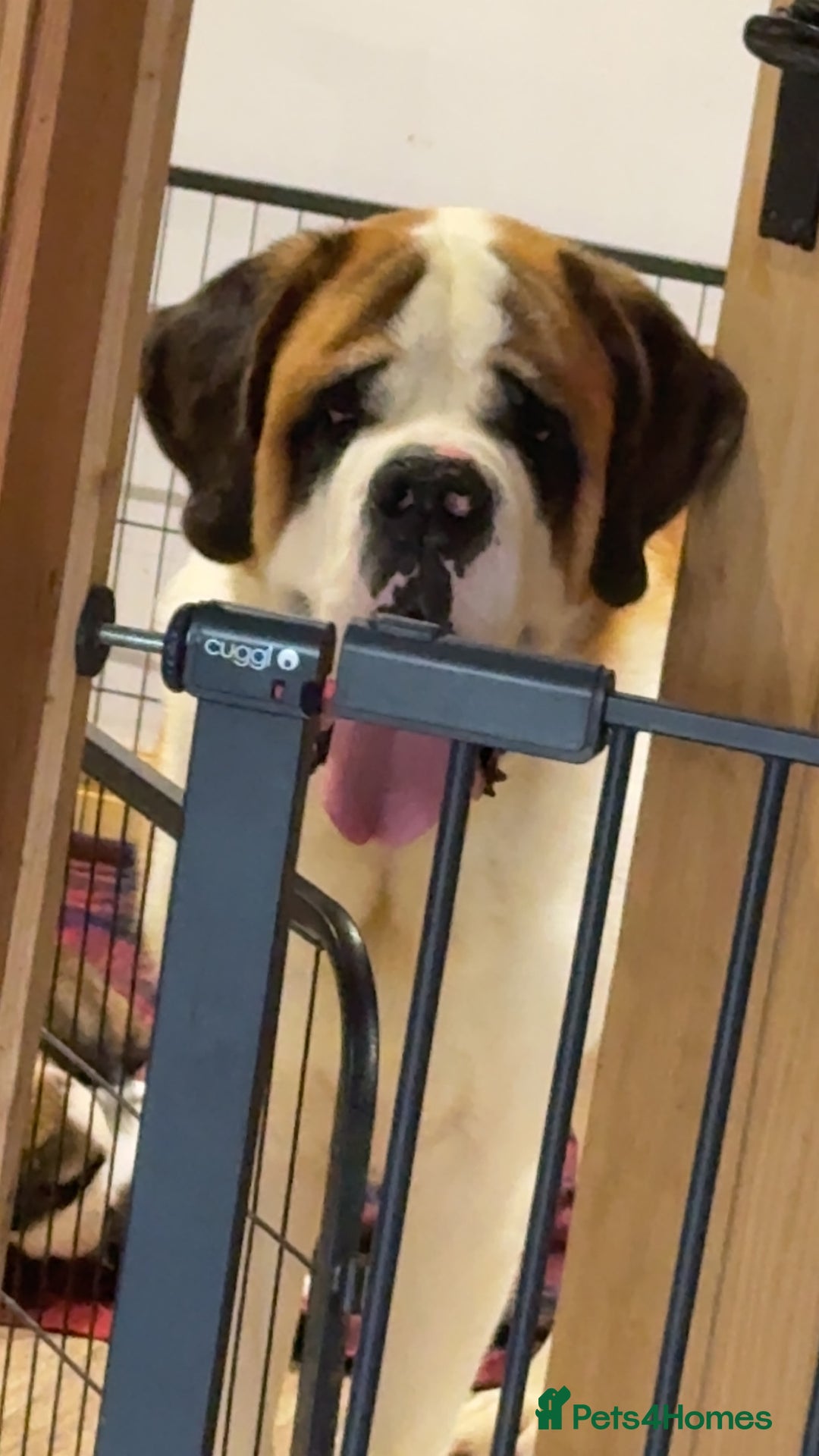 Saint Bernard dogs for sale: Outstanding chunky Saint Bernard puppies for sale - Image 16