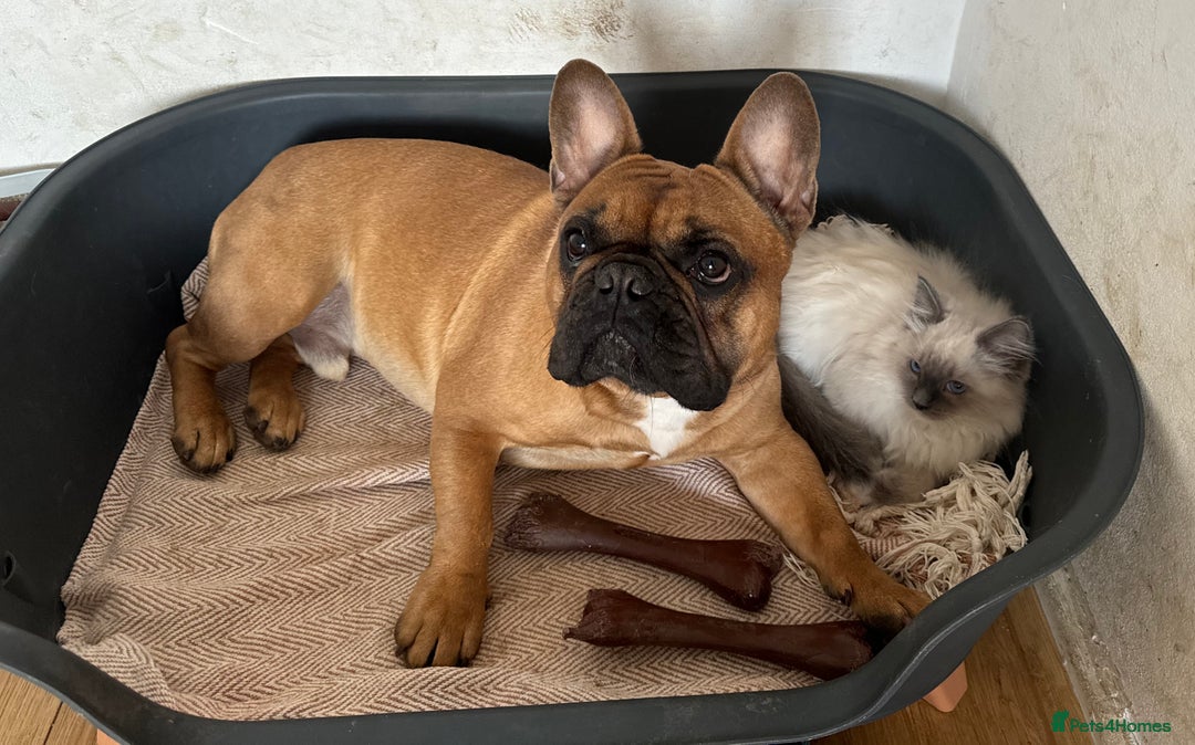 French Bulldog dogs for sale: Spud - rehoming  - Image 7