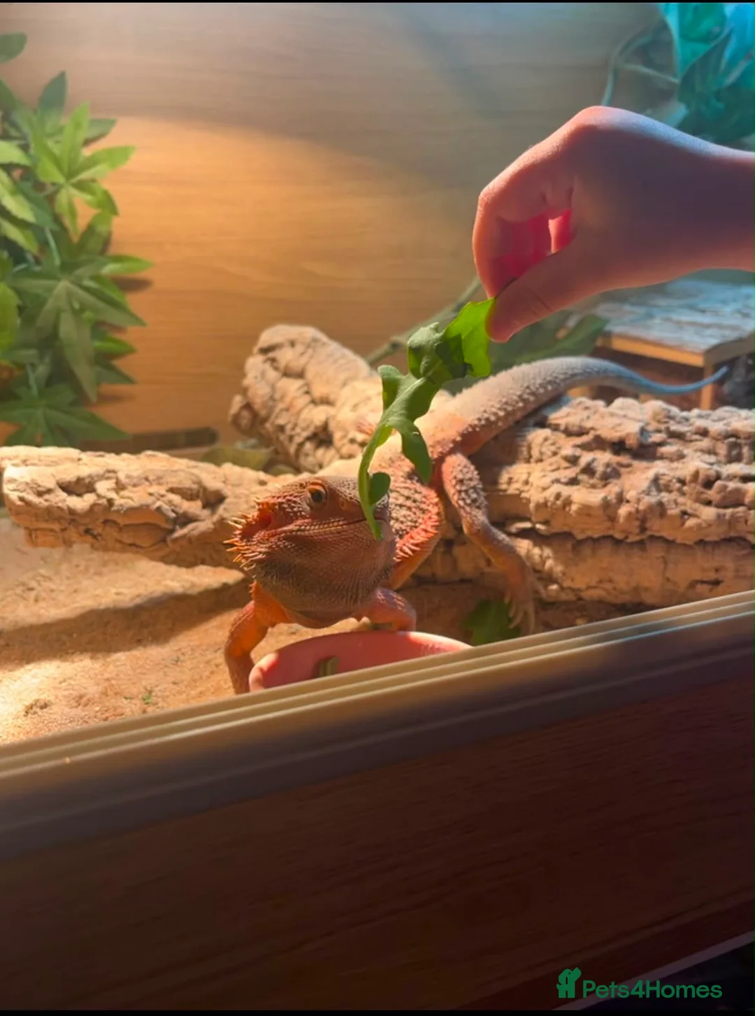 Bearded Dragon reptiles for sale: Bearded dragon  - Advert 4