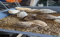 Quail poultry for sale: Mixed quail chicks looking for home  - Image 2
