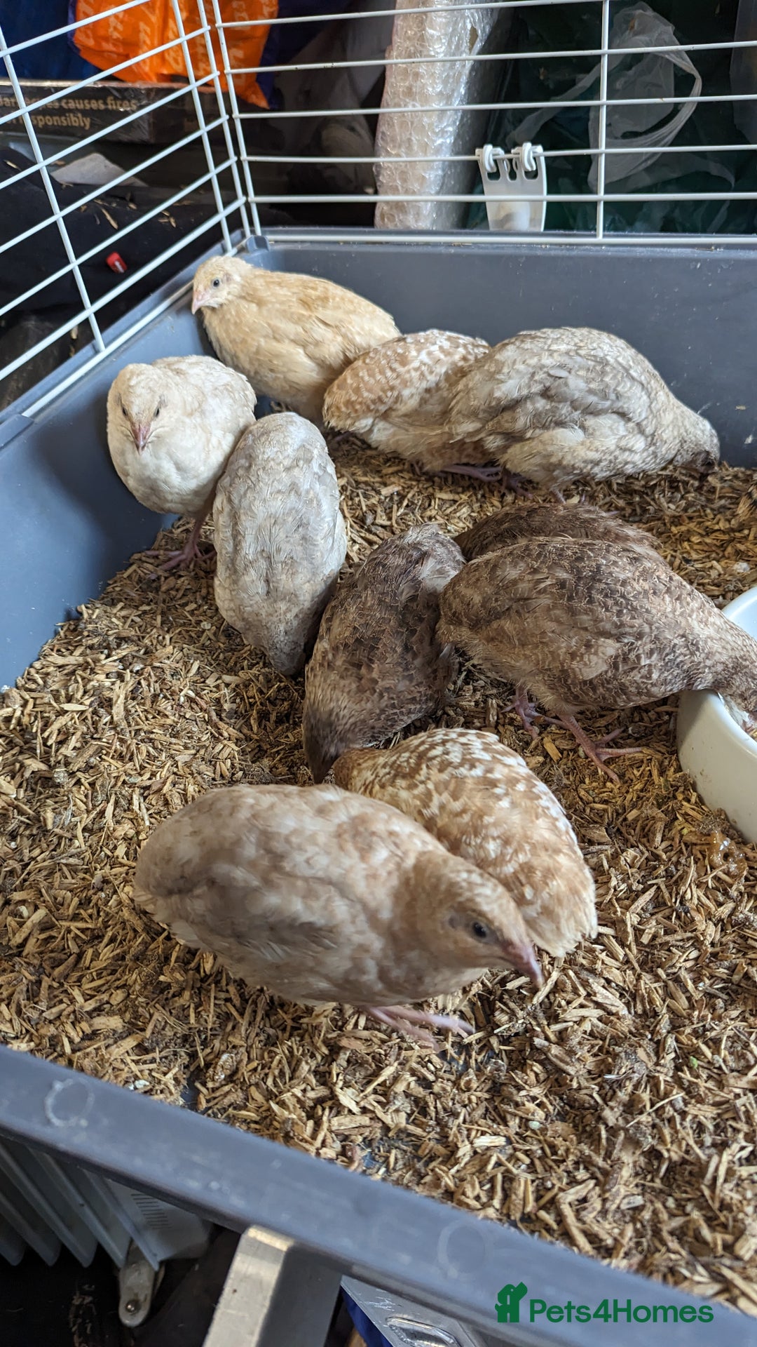 Quail poultry for sale: Mixed quail chicks looking for home  - Image 2