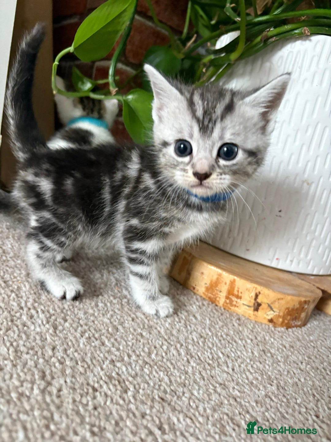Mixed Breed cats for sale: 5 ADORABLE KITTENS 🐈1M/4F Ready For Reservation😺 - Image 15