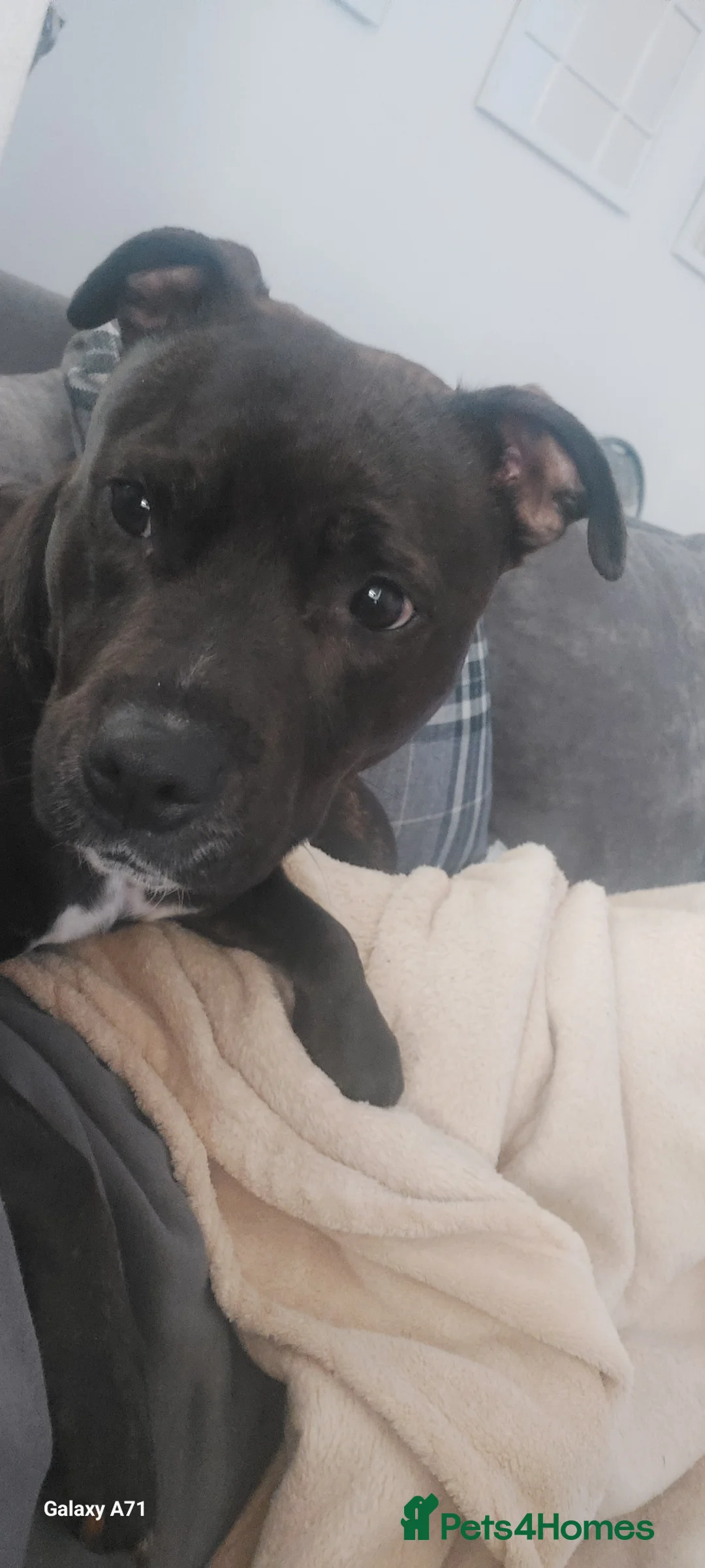 Staffordshire Bull Terrier dogs for sale: Female, brindle staffy. Age 3 in Bury - Advert 2