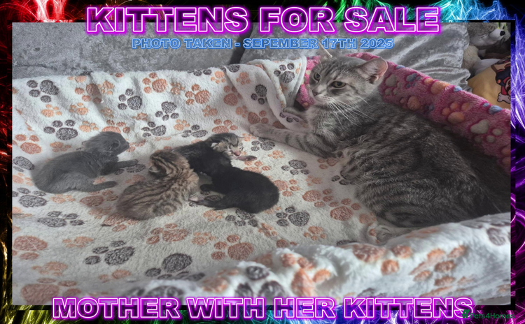 Mixed Breed cats - Advert 1