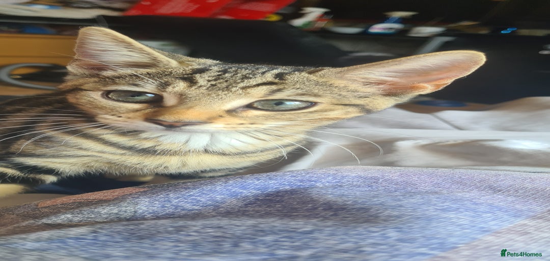 Gallery Image {{count}}