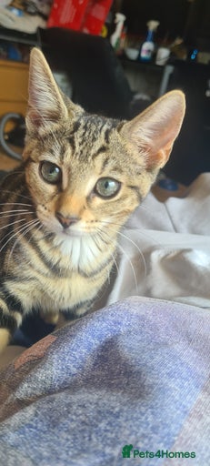 Gallery Image {{count}}