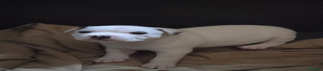PRINCE- White Blue Pied - Solid White - Both Eyelids & Ears Small Blue Patches