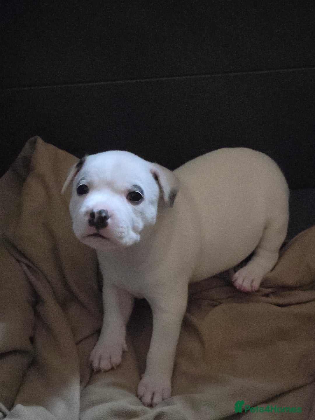 Staffordshire Bull Terrier dogs for sale: VERY RARE WHITE BLUE PIED & BLUE/WHITE SBT'S - Image 12