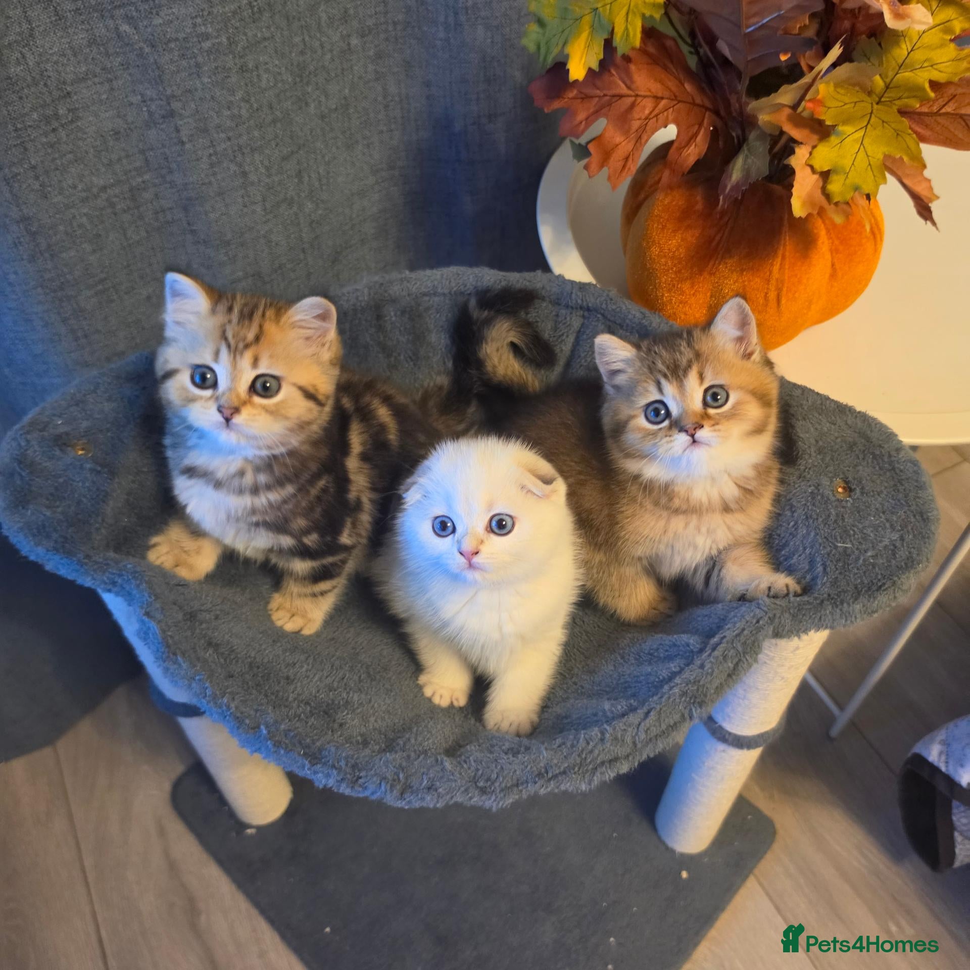 Scottish Fold cats 3 Adorable Scottish fold kittens 💙  - Advert 1