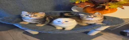 Scottish Fold cats for sale: 3 Adorable Scottish fold kittens 💙  - Advert 1