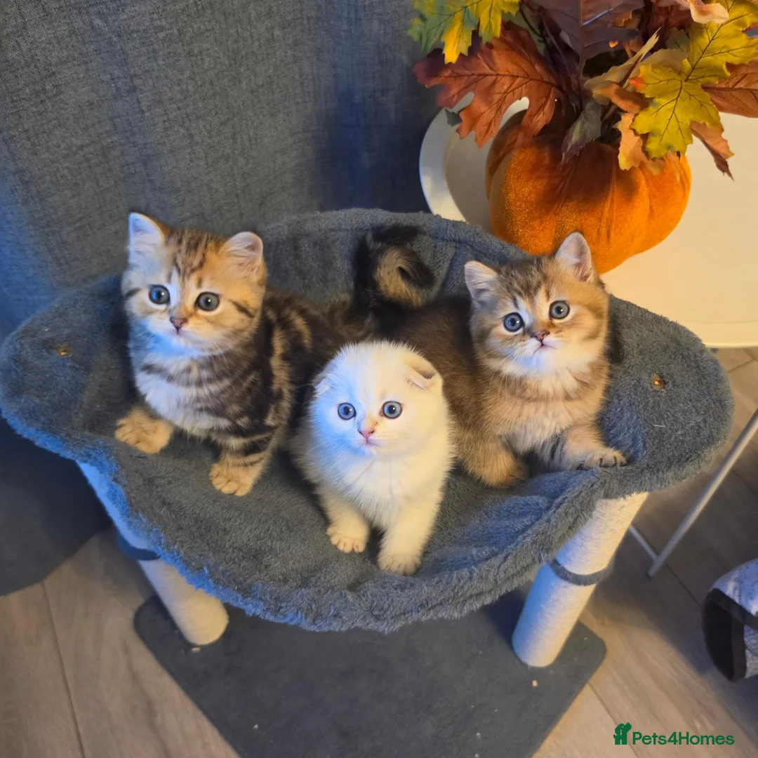 Scottish Fold cats for sale: 3 Adorable Scottish fold kittens 💙  - Advert 1