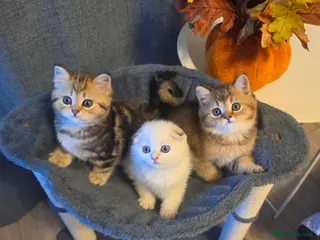 Scottish Fold cats 3 Adorable Scottish fold kittens 💙 - Advert 1