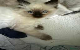 Ragdoll cats for sale: Ragdoll - Image 6