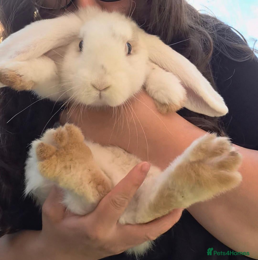 French Lop rabbits Two male French lop continentals  - Advert 20