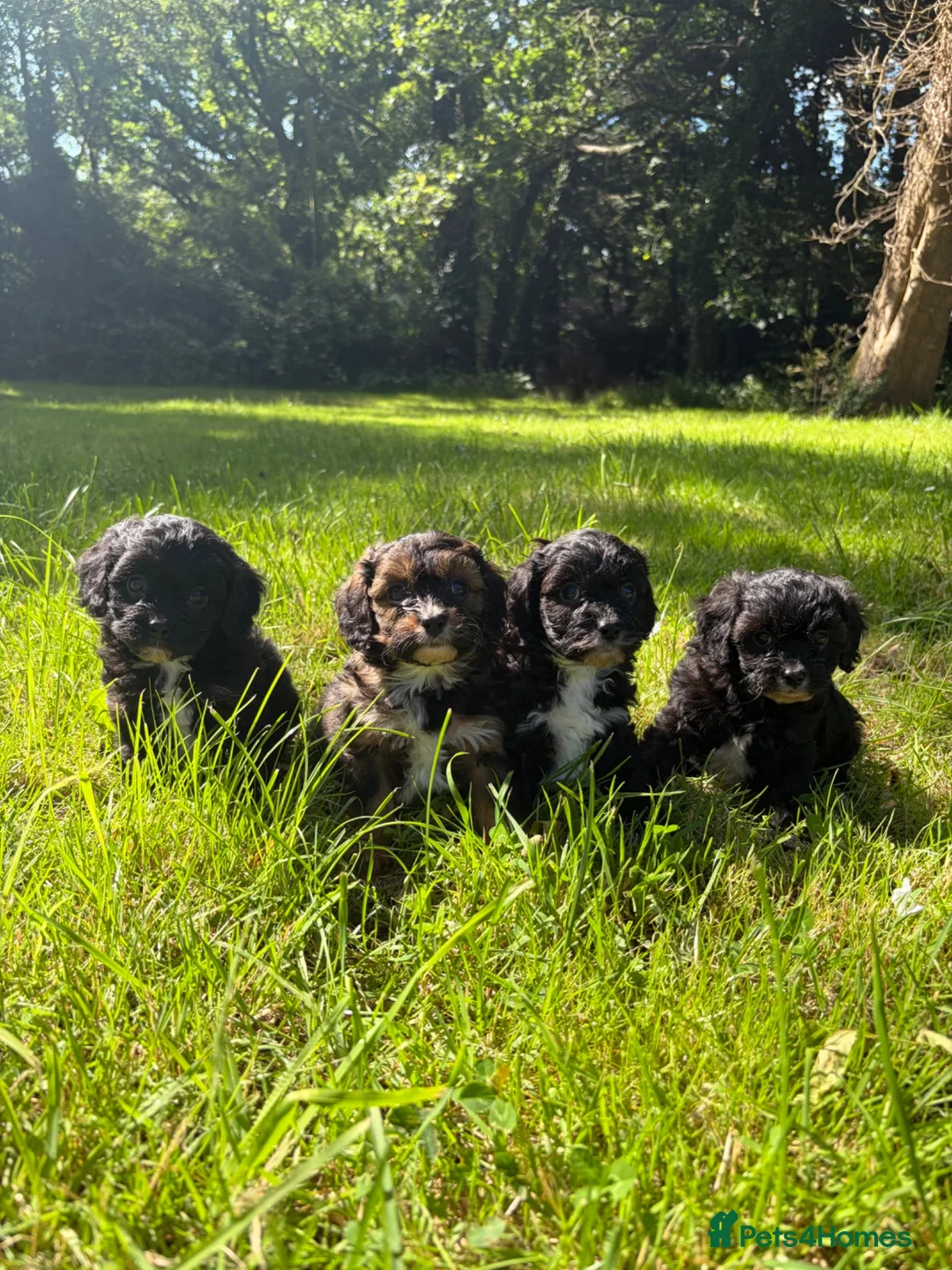 Cavapoo dogs for sale: Beautiful F1 Cavapoo Puppies - 1 Girl 3 Boys in Gosport - Advert 1