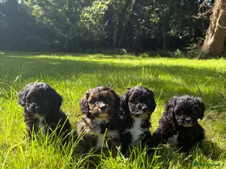 Cavapoo dogs Beautiful F1 Cavapoo Puppies - 1 Girl 3 Boys - Advert 1