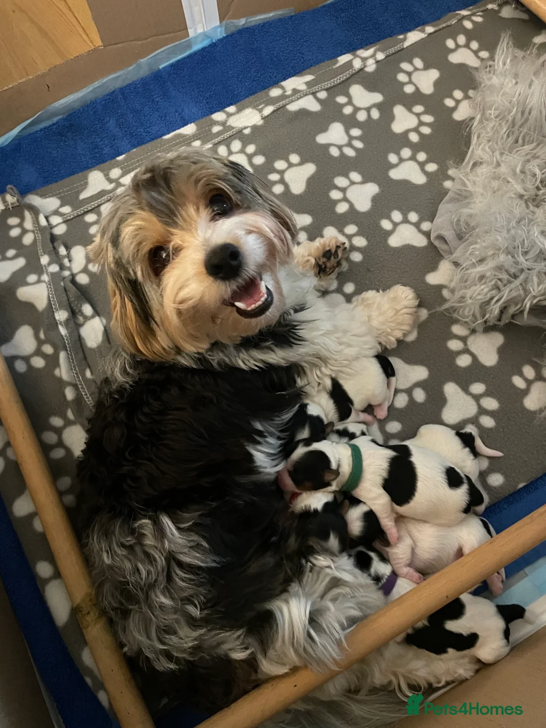 Biewer Terrier dogs for sale: Biewer Terrier puppies  - Advert 11