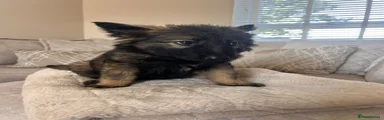 German Shepherd 4