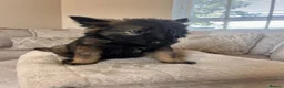 German Shepherd dogs for sale: Available now looking for there forever homes  - Advert 4