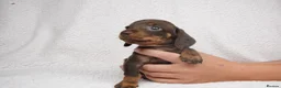 Miniature Dachshund dogs for sale: 1 Left KC Registered Miniature Dachshund Puppies - Advert 10
