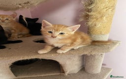 Mixed Breed cats for sale: Kittens for sale - Image 6