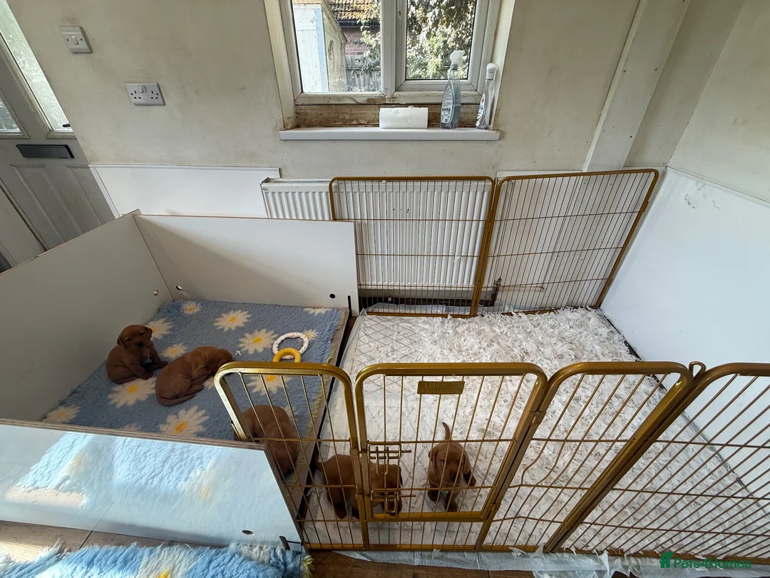 Labrador Retriever dogs for sale: Dark Red Labs. Bred by a Vet - Advert 2