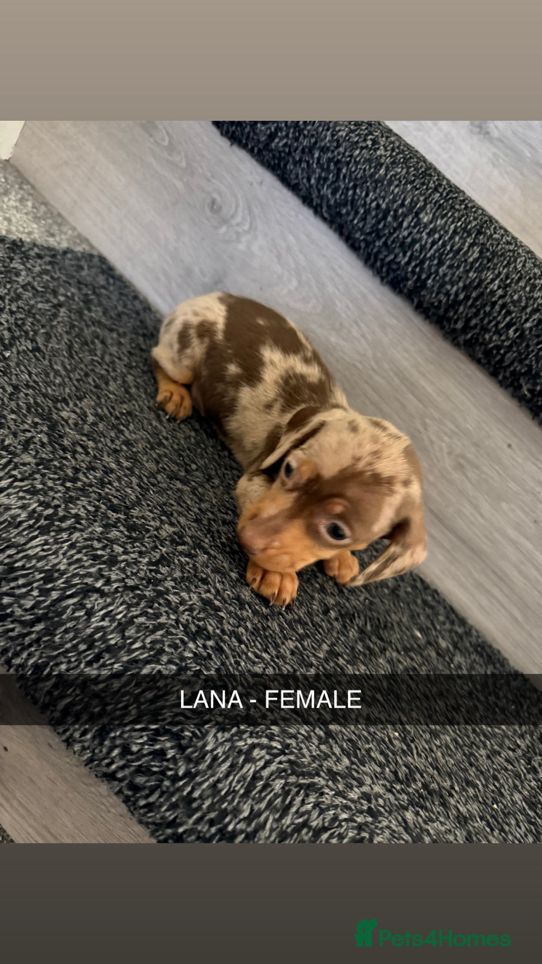 Dachshund dogs for sale: Dachshunds 4x Male 3x Female - Image 7