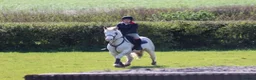 Other Breed horses for sale: 15Hh Red Blagdon Gelding Cob | 7 years old - Advert 11