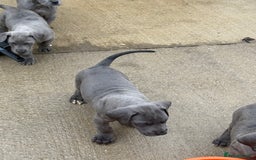 Great Dane dogs for sale: Great Dane puppies looking for forever homes  - Image 4