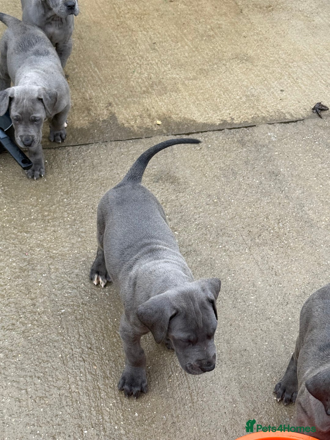 Great Dane dogs for sale: Great Dane puppies looking for forever homes  - Image 4