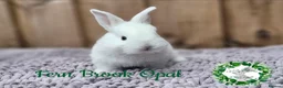 Continental Giant rabbits for sale: Purebred Continental Giants - Advert 4