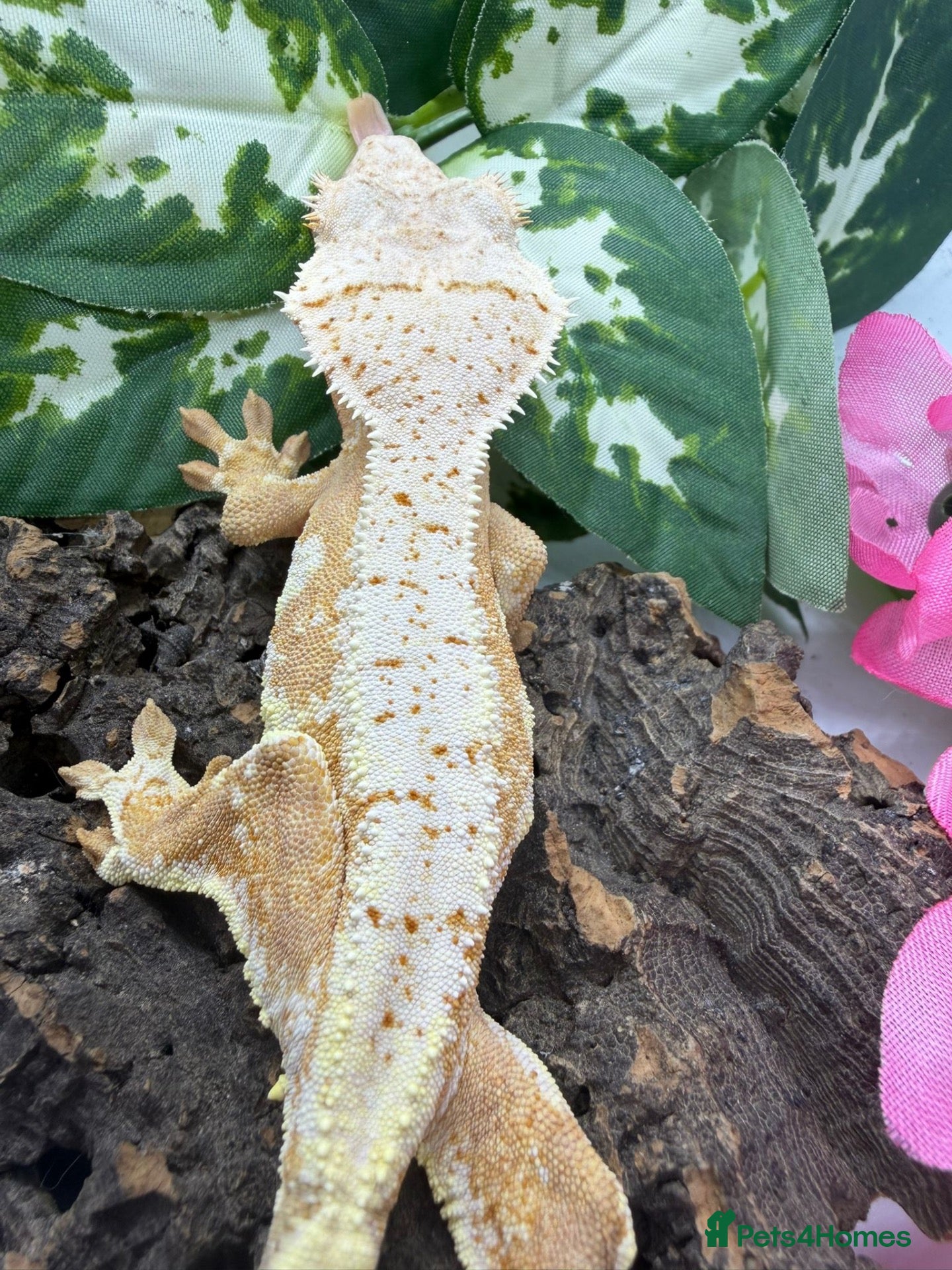 Gecko reptiles Crested Gecko Collection for sale  - Advert 2
