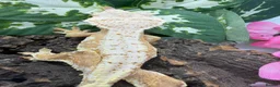 Gecko reptiles for sale: Crested Gecko Collection for sale  - Advert 2