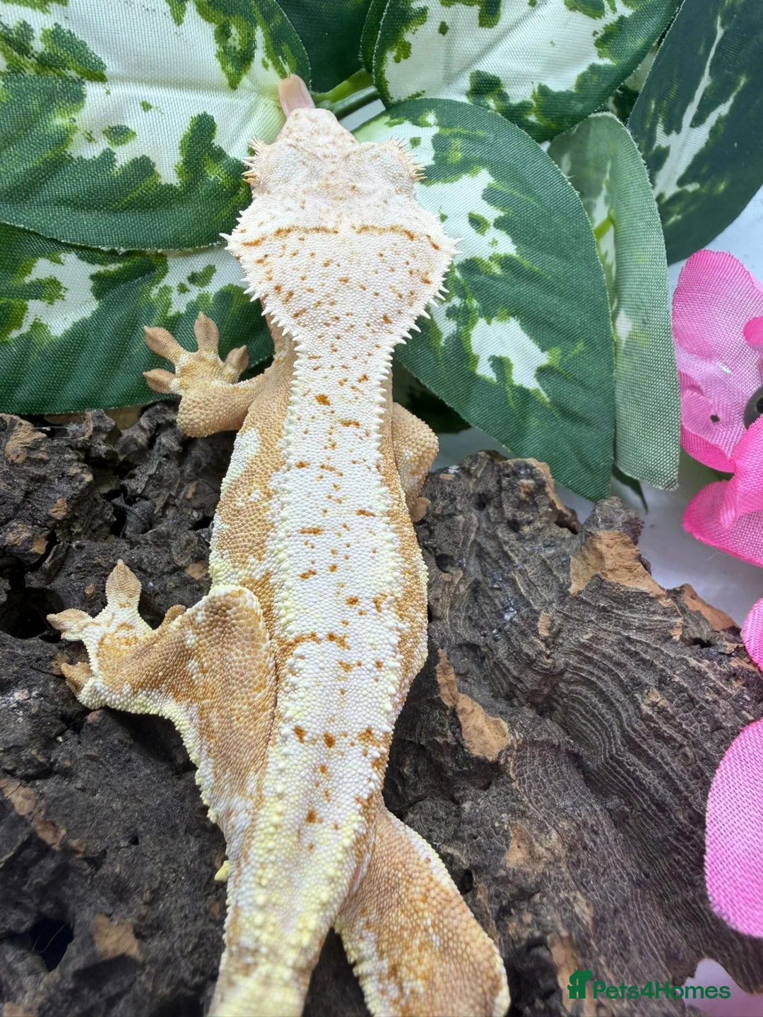 Gecko reptiles for sale: Crested Gecko Collection for sale  - Advert 2