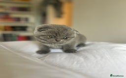 Scottish Fold cats for sale: Beautiful chunky Scottish fold - Image 3