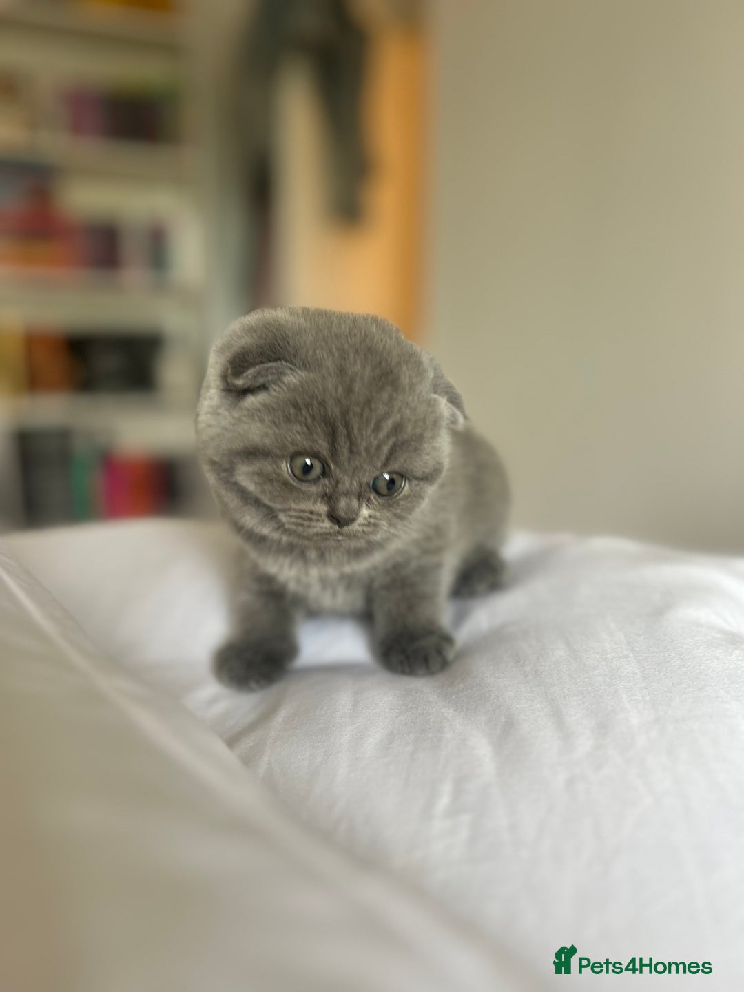 Scottish Fold cats for sale: Beautiful chunky Scottish fold - Image 3