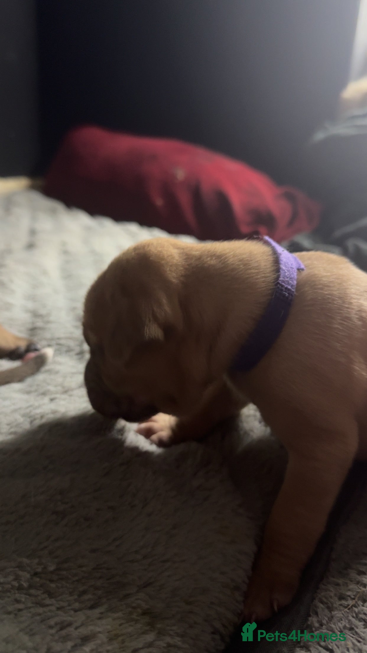 Mixed Breed dogs 8 Mastiff x Staffy pups for sale - Advert 1