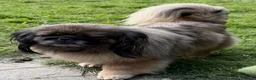 Pekingese dogs for adoption: 🐾 TIFFANY – Female Pekingese 🐾 - Advert 1