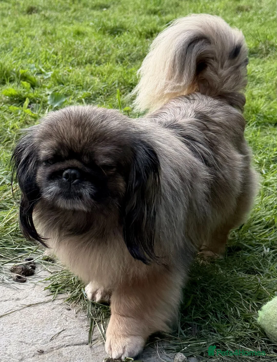 Pekingese dogs for adoption: 🐾 TIFFANY – Female Pekingese 🐾 - Advert 1