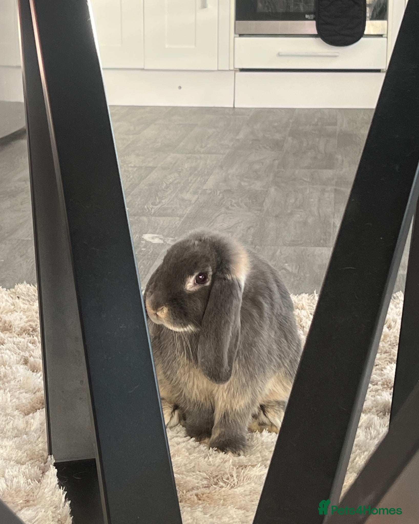 Mini Lop rabbits Gorgeous House rabbit (male)  - Advert 9