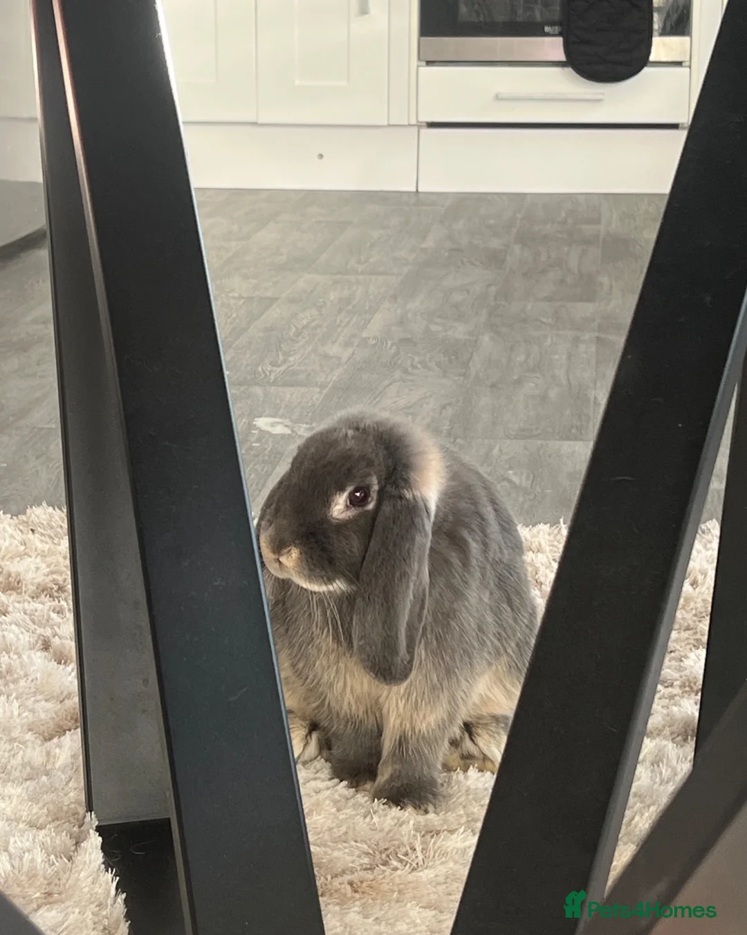 Mini Lop rabbits for sale: Gorgeous House rabbit (male)  - Advert 1