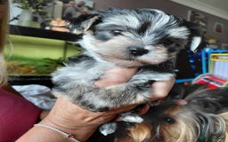Morkie dogs for sale: Stunning F1 Morkie Puppies - Image 1