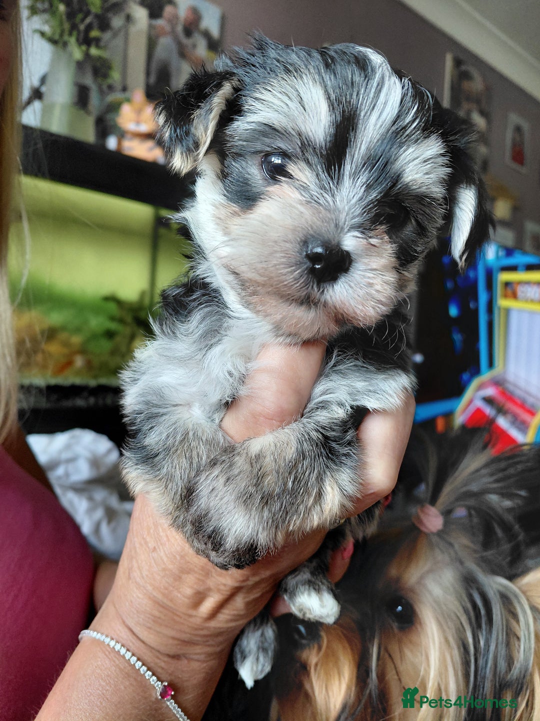 Morkie dogs for sale: Stunning F1 Morkie Puppies - Image 1