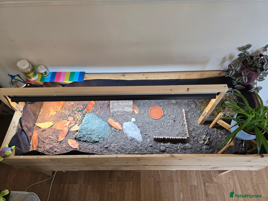Tortoise reptiles for sale: Hermann’s Tortoise – 20 Months Old - Image 3