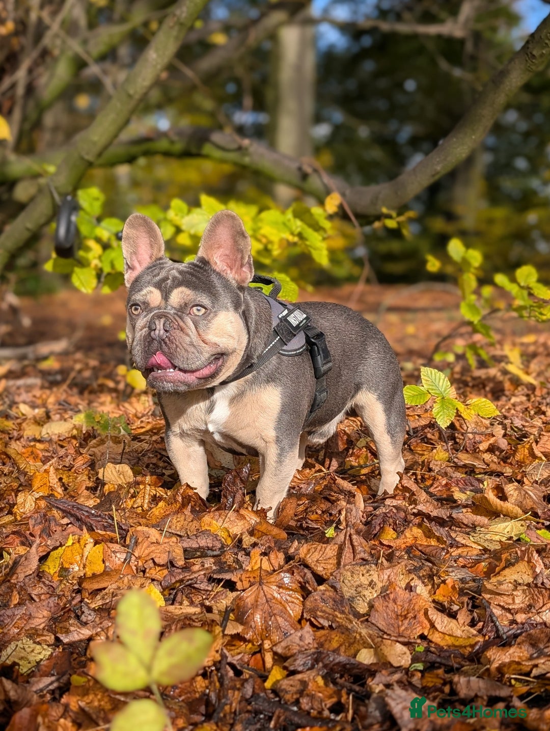 French Bulldog dogs for stud: PINK "N" MIX  - Image 3