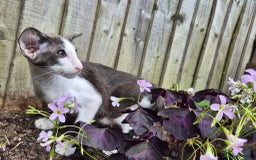 Oriental cats for sale: A truly exceptional Oriental blue bicolour boy - Image 4