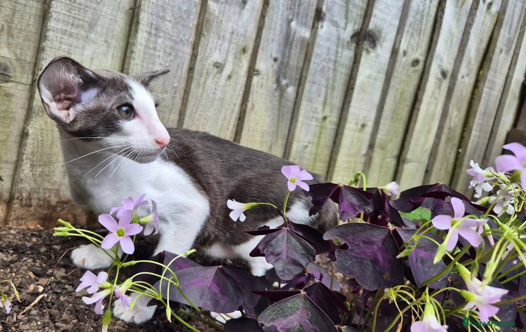 Oriental cats for sale: A truly exceptional Oriental blue bicolour boy - Image 4