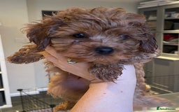 Cavapoo dogs for sale: F1b Cavapoo Puppies - Image 1