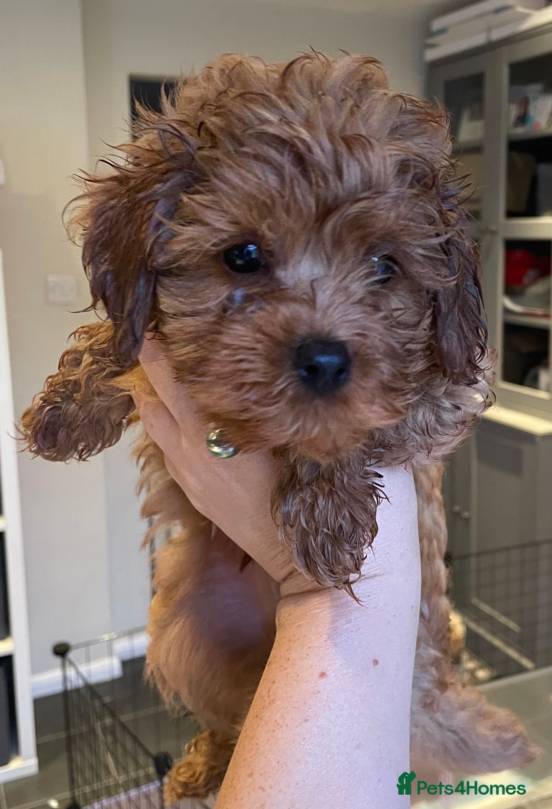 Cavapoo dogs for sale: F1b Cavapoo Puppies - Image 1
