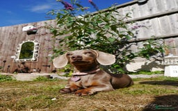 Miniature Dachshund dogs for sale: Miniature daschund  - Image 2